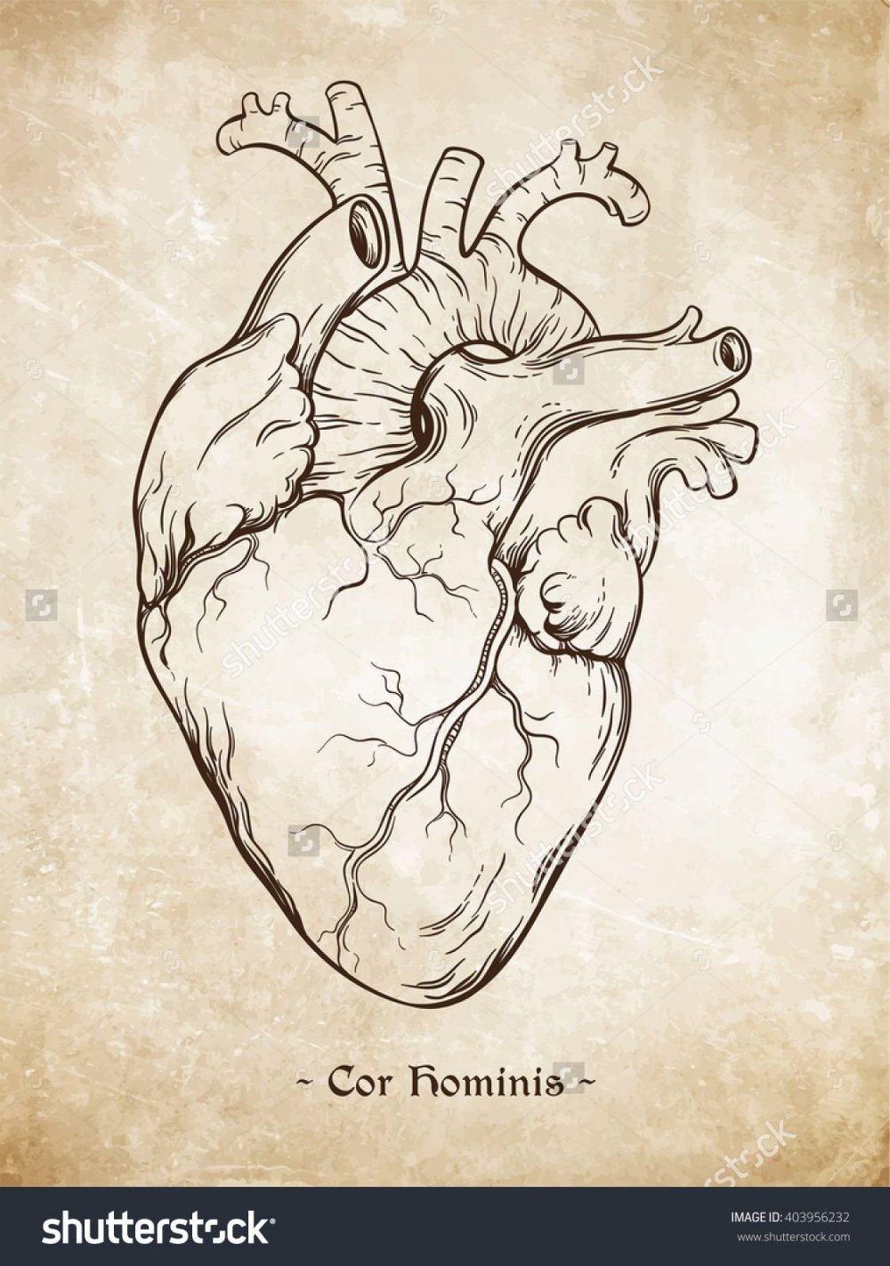 Человеческое сердце скетч