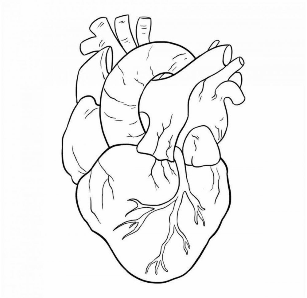 Сердце человека раскраска