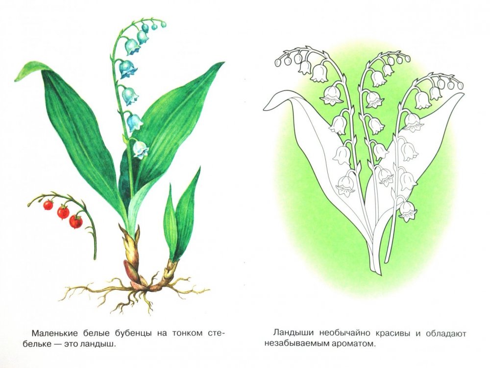 Ландыш раскраска