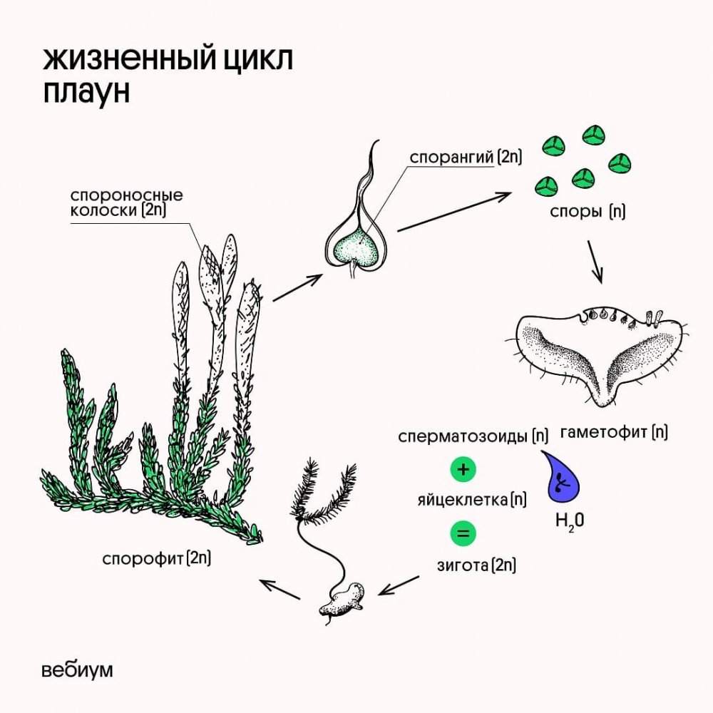 Жизненный цикл плауна схема