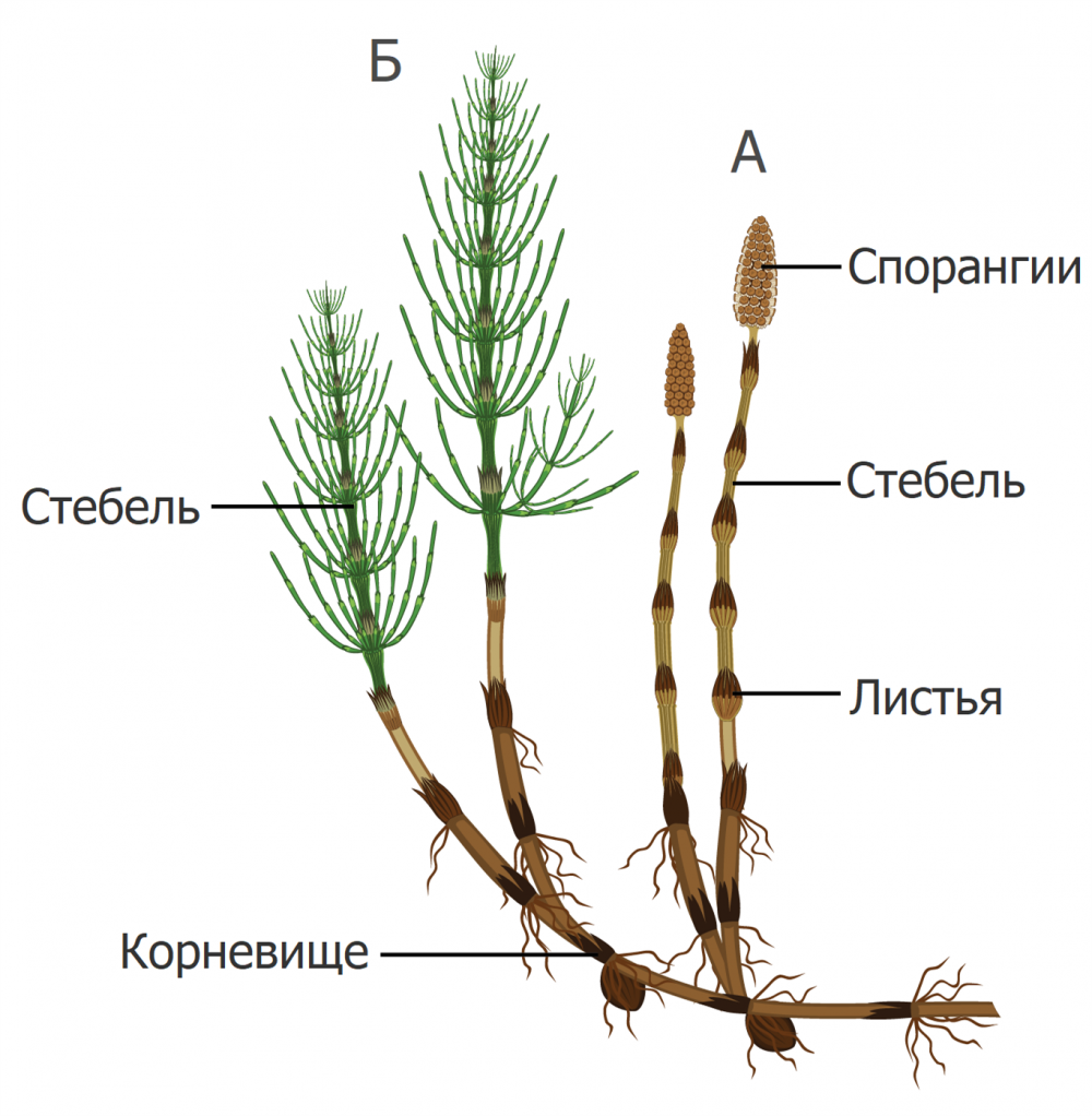 Весенний побег хвоща строение