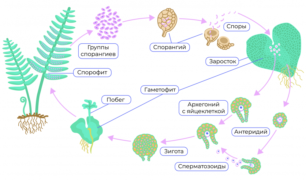 Спорофит хвоща