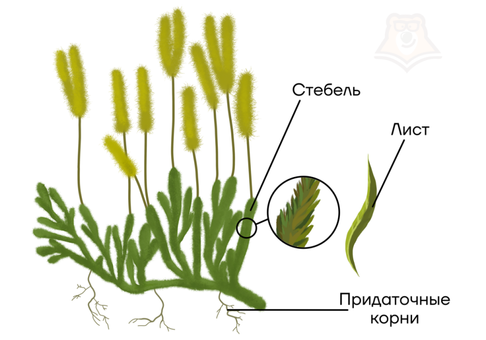 Ризофор плауна