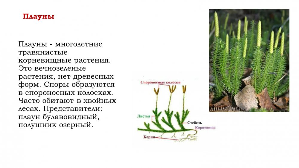 Корни плауна