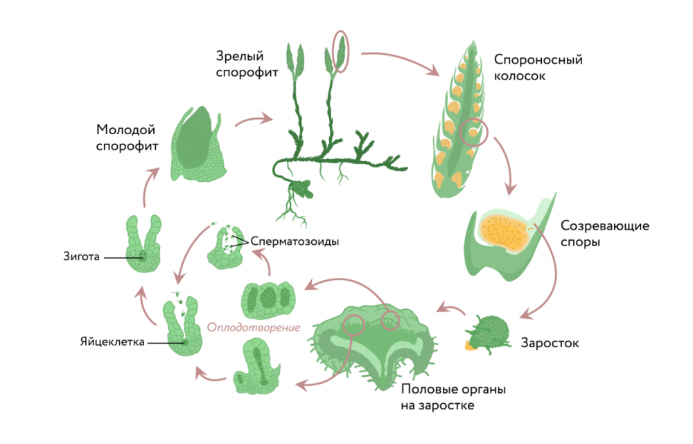 Жизненный цикл плауна булавовидного схема