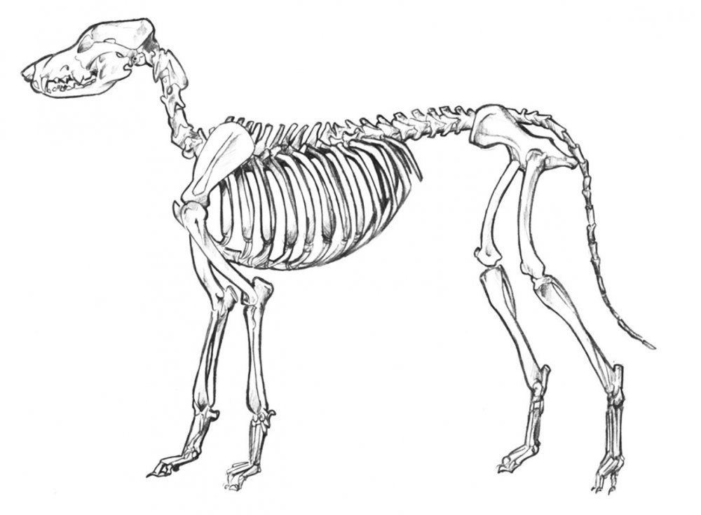 Скелет собаки биология 7 класс