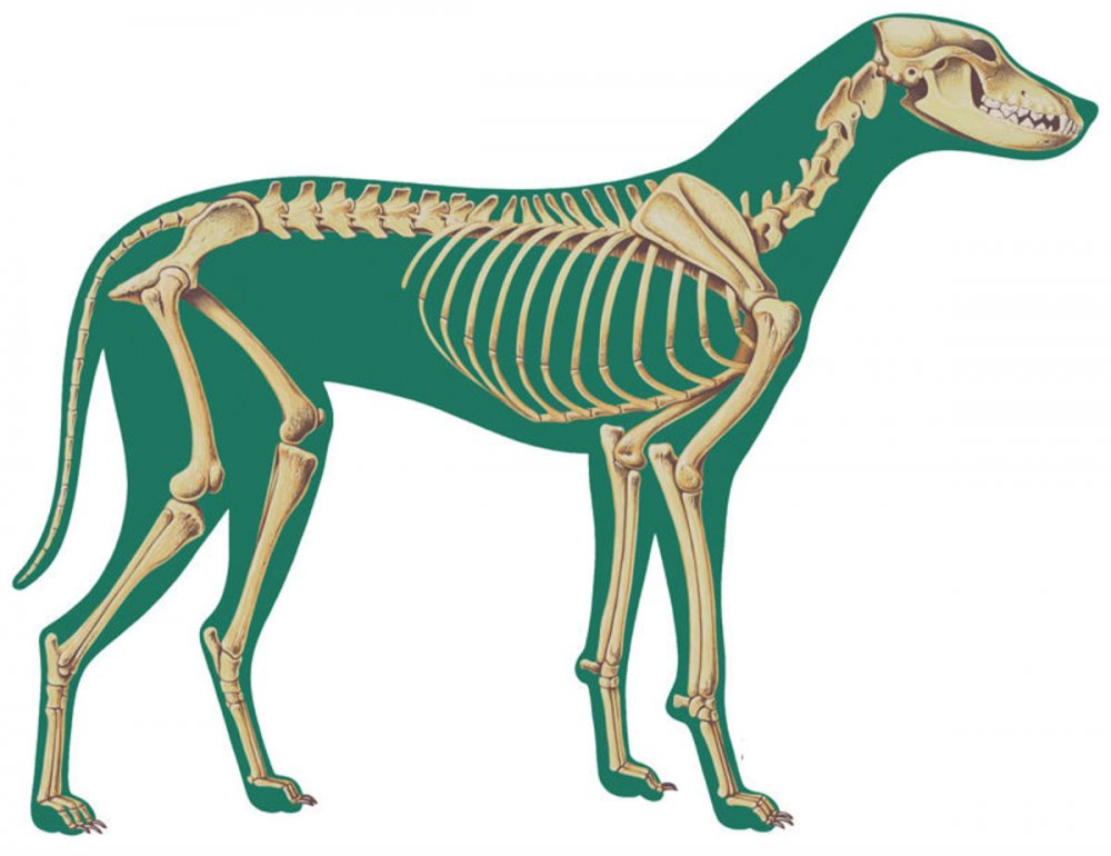 Скелетное строение собаки