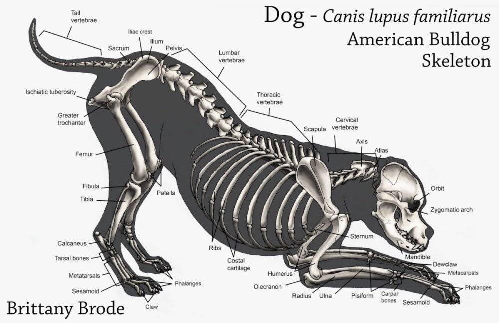 Осевой скелет собаки