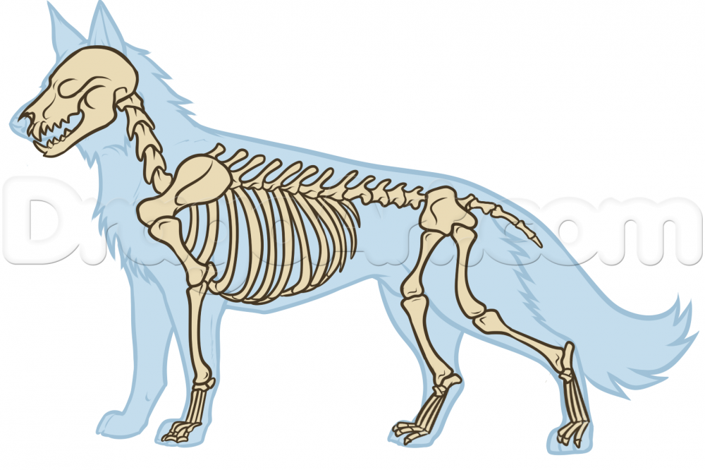 Скелет волка
