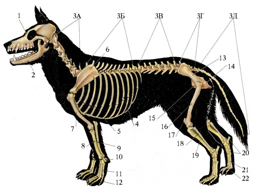 Скелет ВЕО собаки анатомия