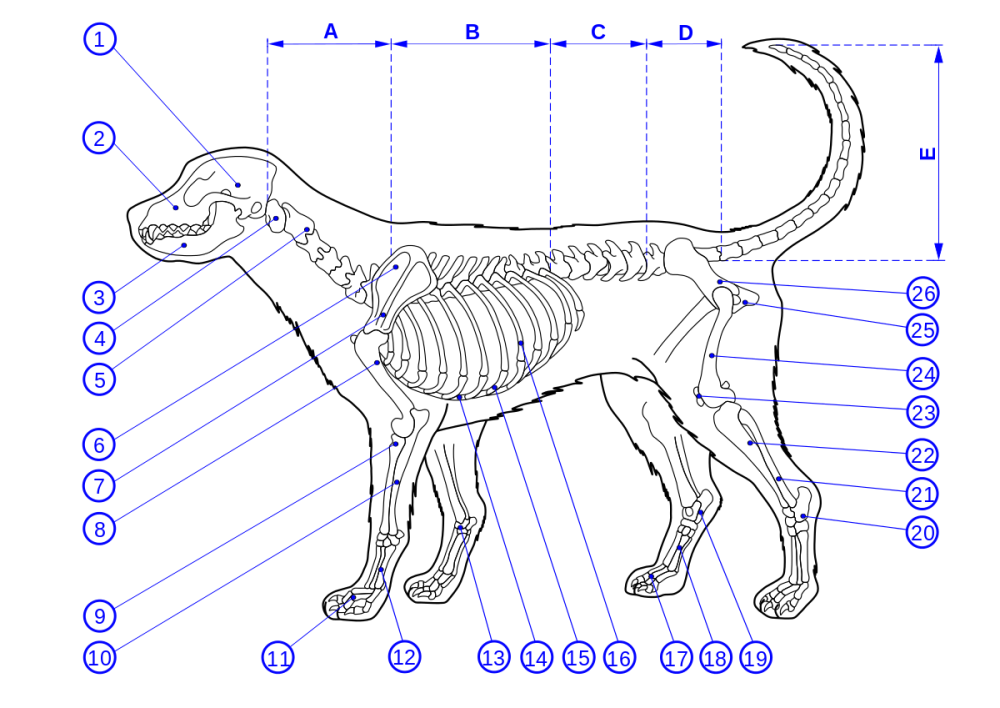 Скелет собаки анатомия кости
