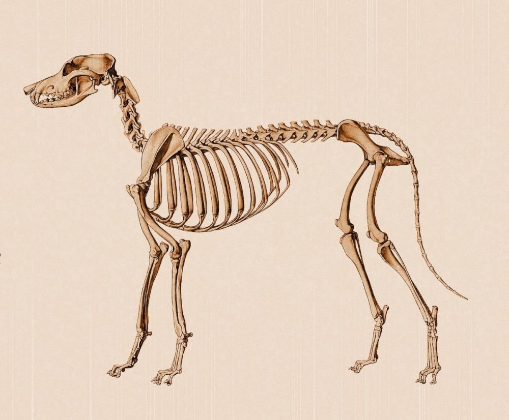 Скелет собаки рисунок