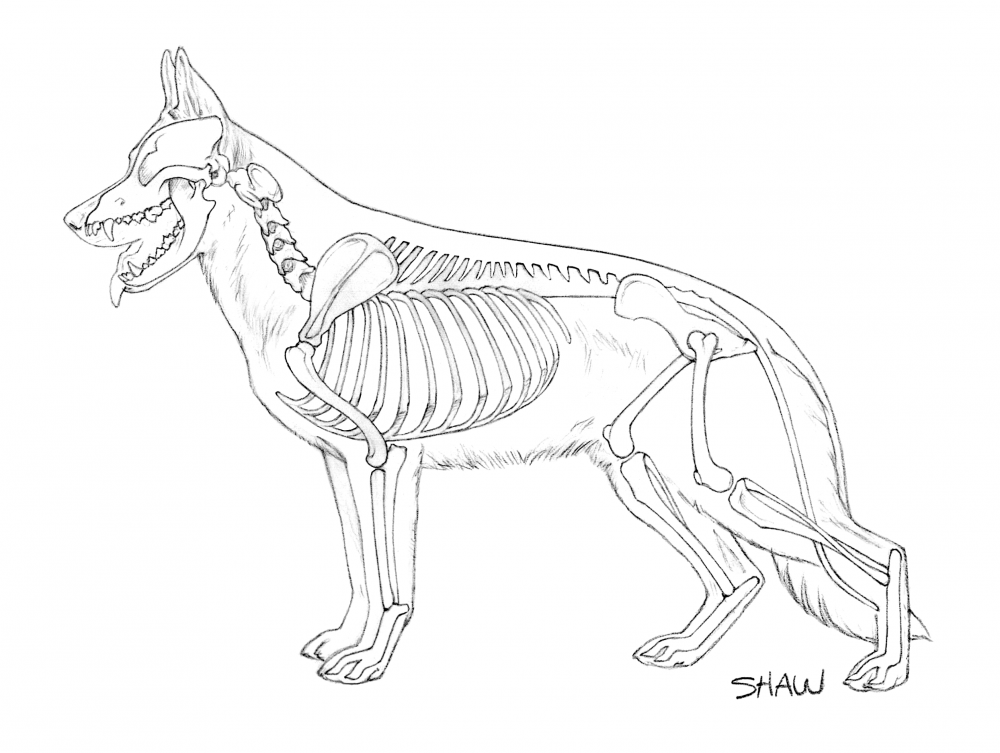 Скелет собаки овчарки