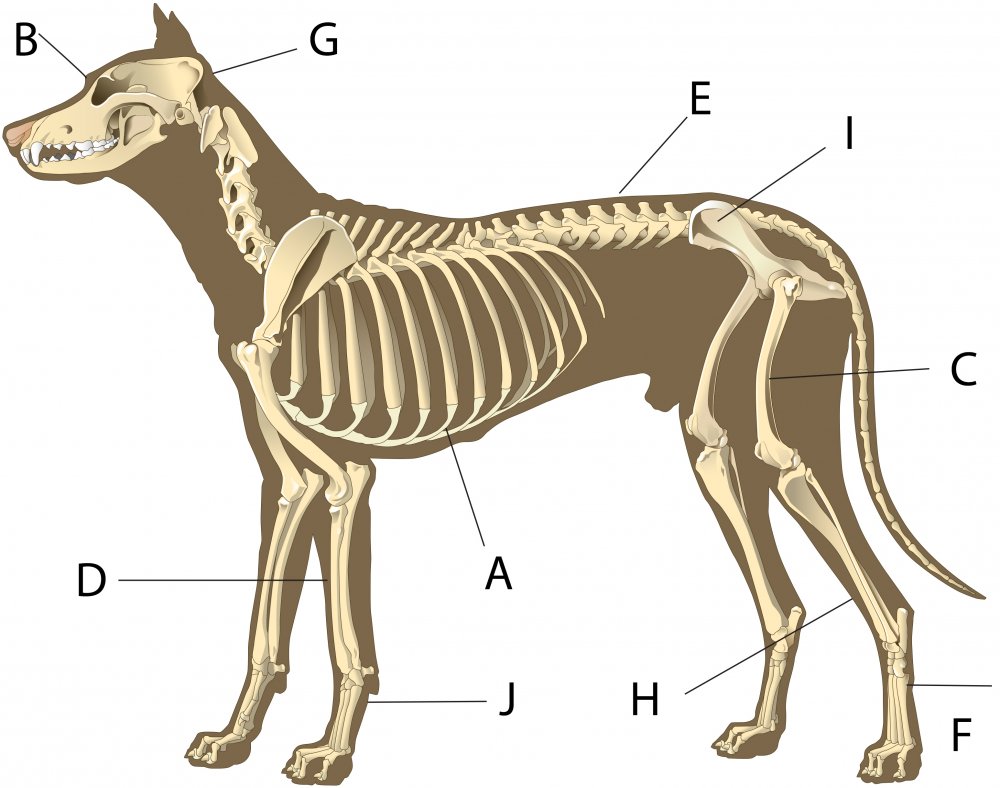 Опорно двигательная система скелет собаки