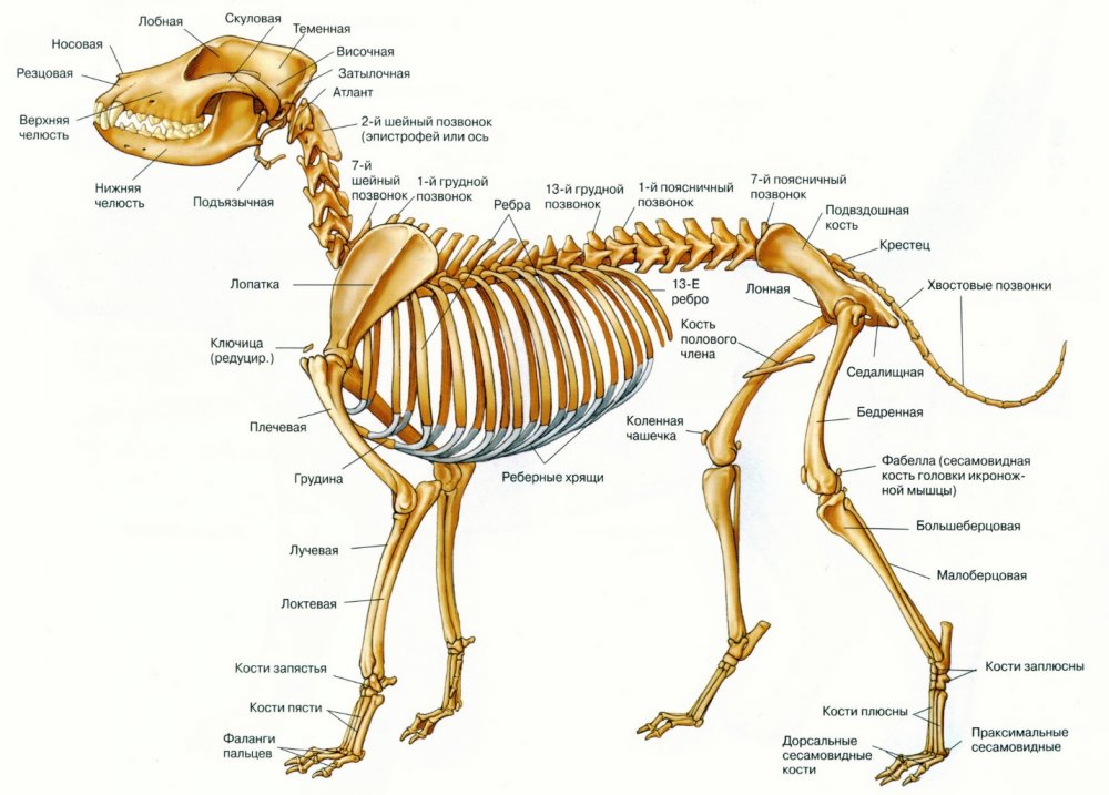 Скелет и строение кости собаки