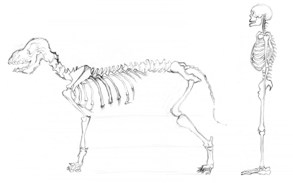 Скелет собаки для срисовки