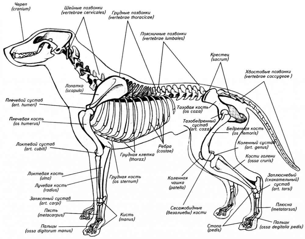 Внутреннее строение собаки схема