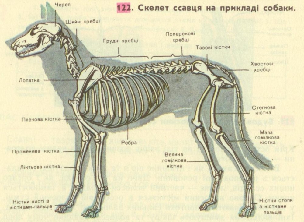 Скелет собаки кобеля