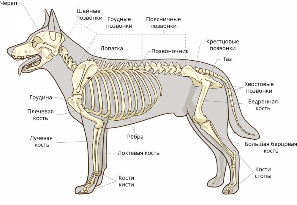 Строение скелета млекопитающих