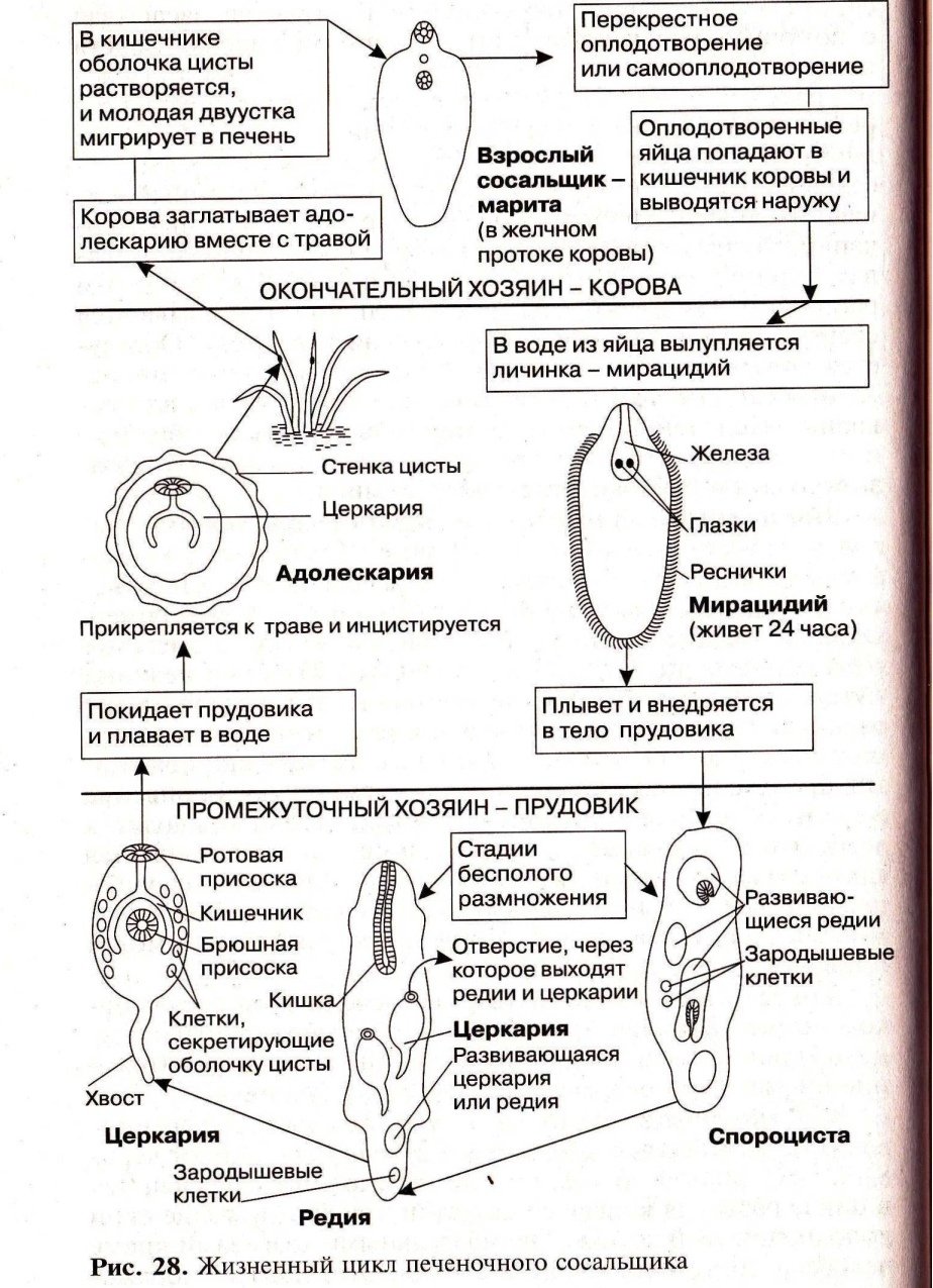 Последовательность стадий жизненного цикла сосальщиков