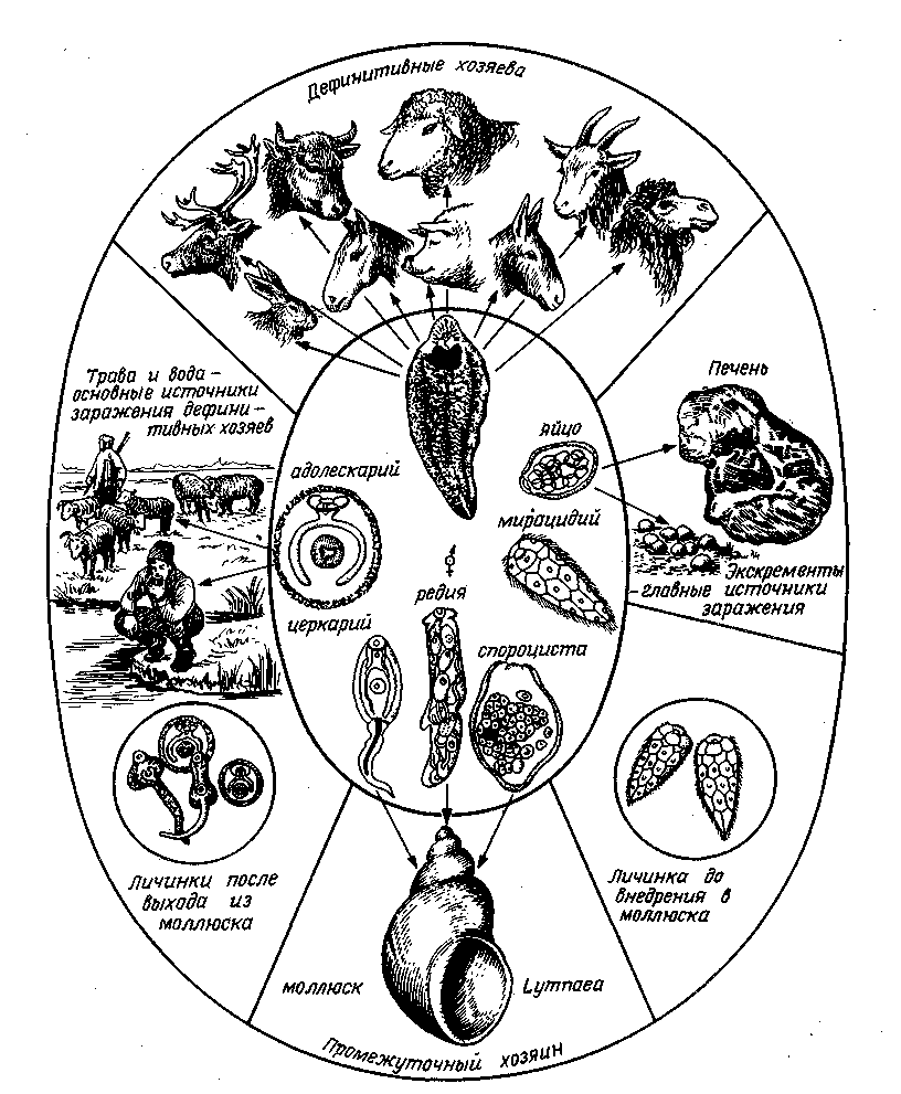 Цикл развития ланцетовидного сосальщика