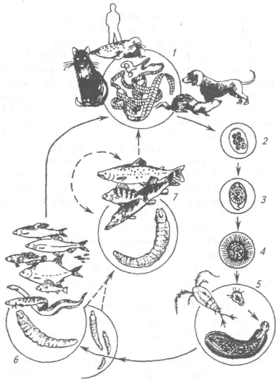 Жизненный цикл печеночного сосальщика рисунок