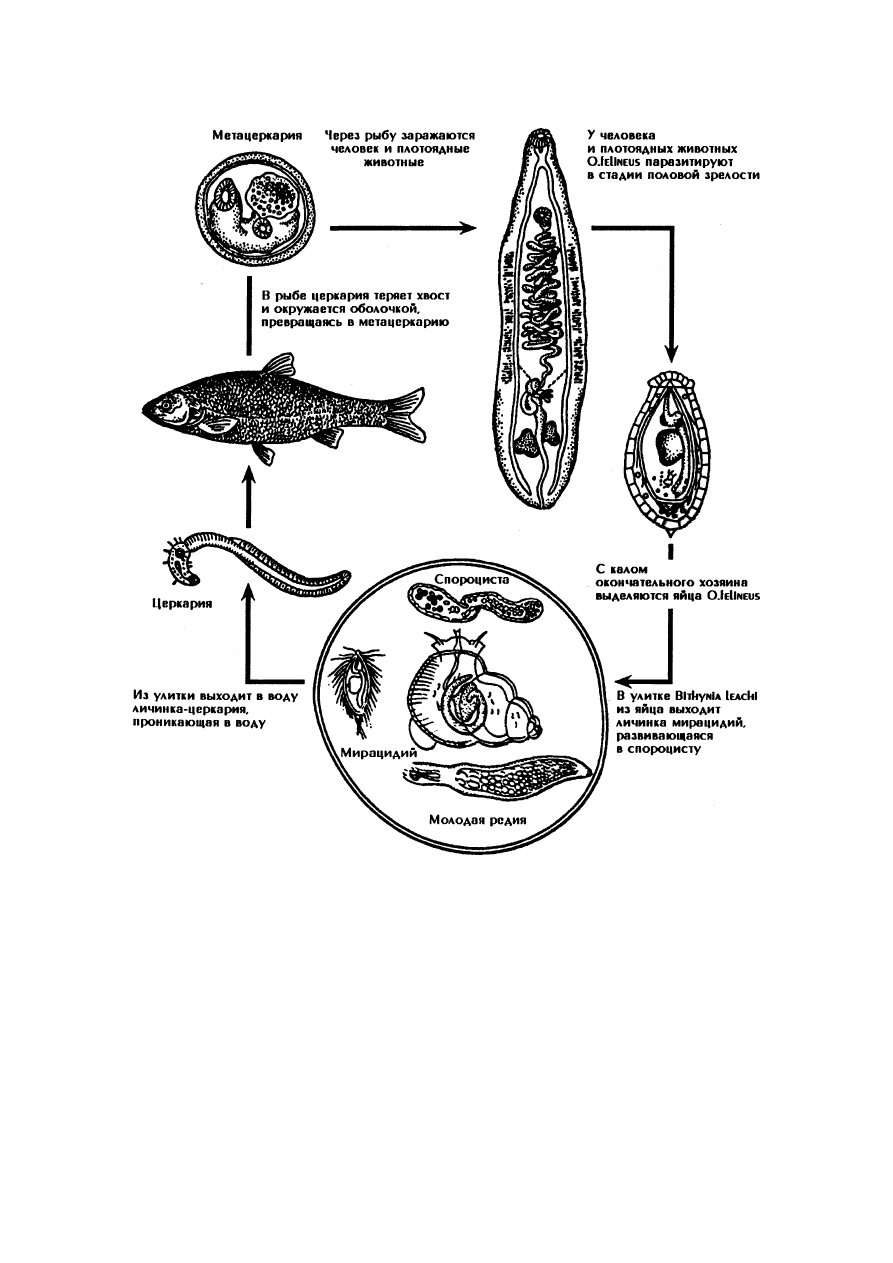 Жизненный цикл кошачьего сосальщика