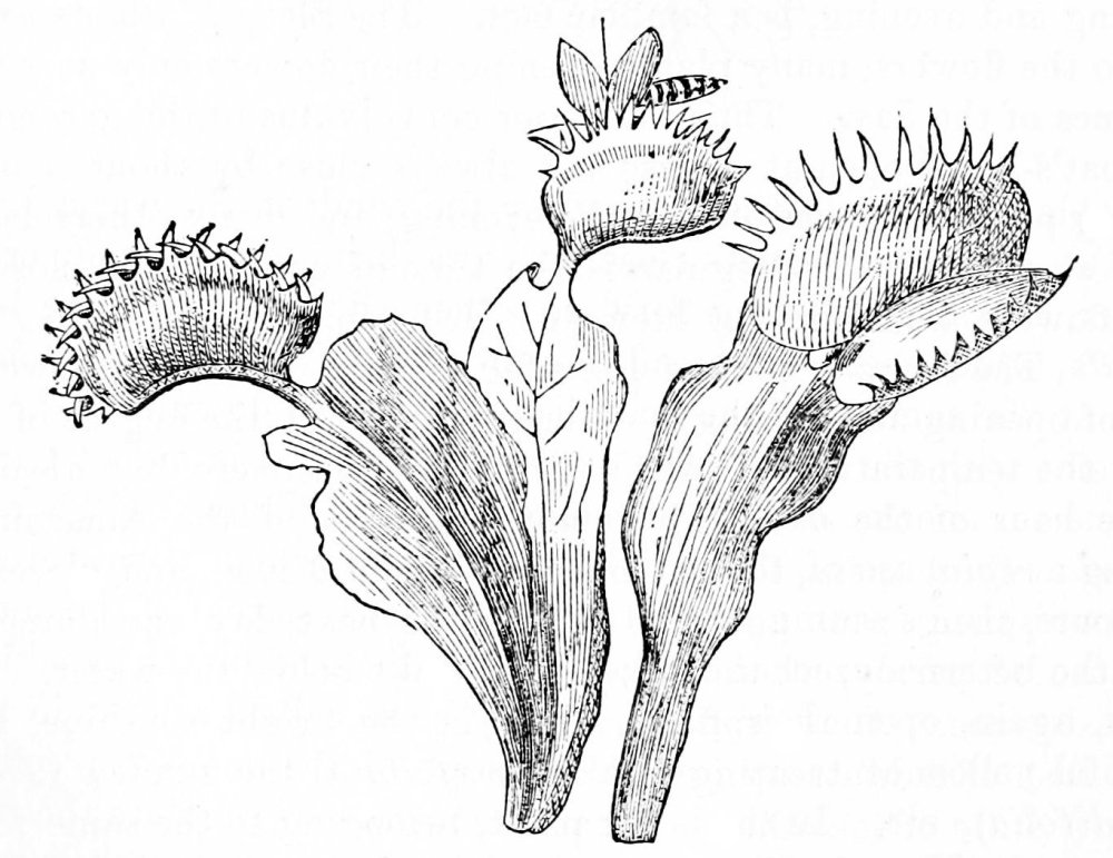 Растение Венерина мухоловка рисунок