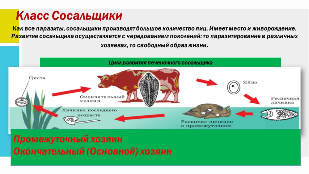 Основной хозяин печеночного сосальщика