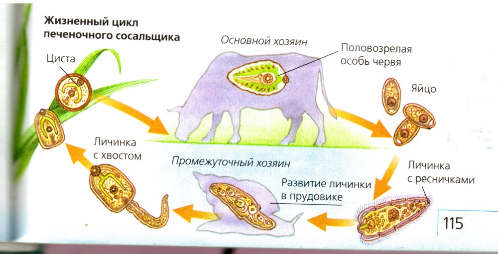 Схема жизненного цикла печеночного сосальщика