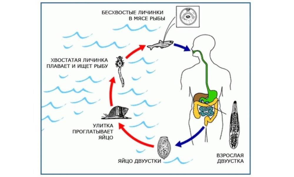 Цикл развития кошачьей двуустки