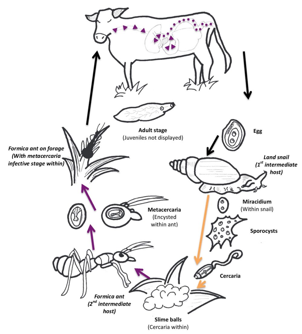 Dicrocoelium lanceatum цикл развития