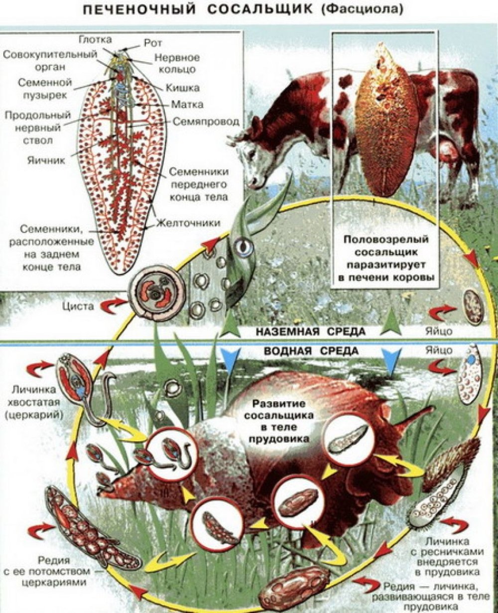 Цикл развития печеночного сосальщика биология