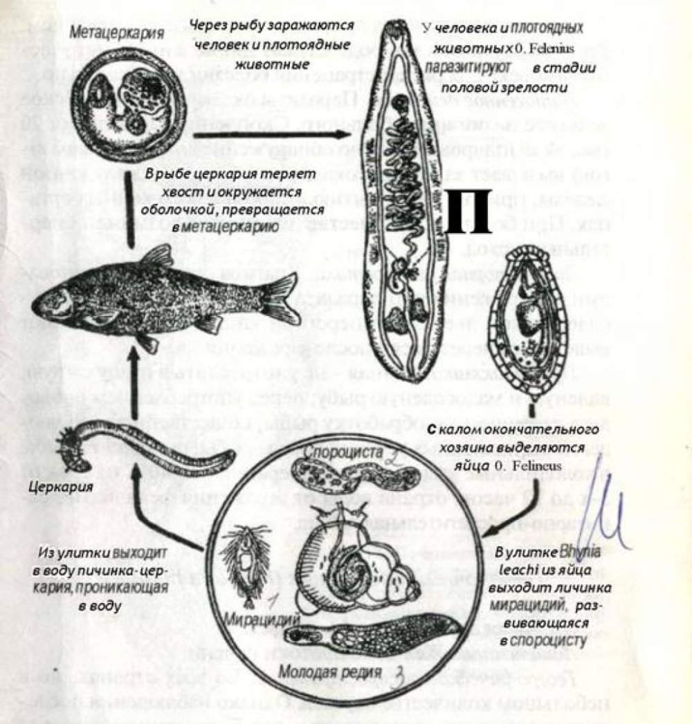 Жизненный цикл Сибирского сосальщика