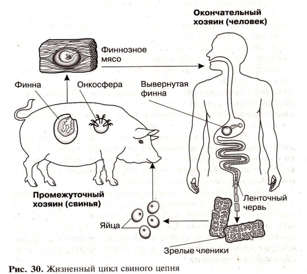 Жизненный цикл ленточных червей схема