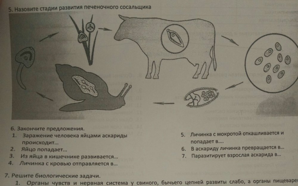 Схема жизненного цикла печеночного сосальщика