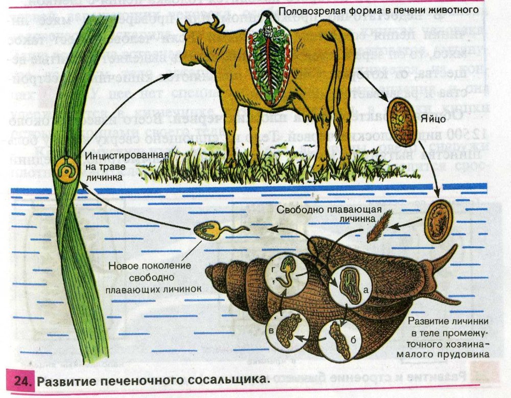 Схема жизненного цикла печеночного сосальщика