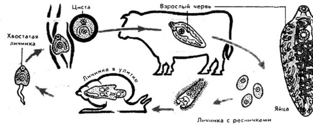 Плоские черви печеночный сосальщик цикл развития