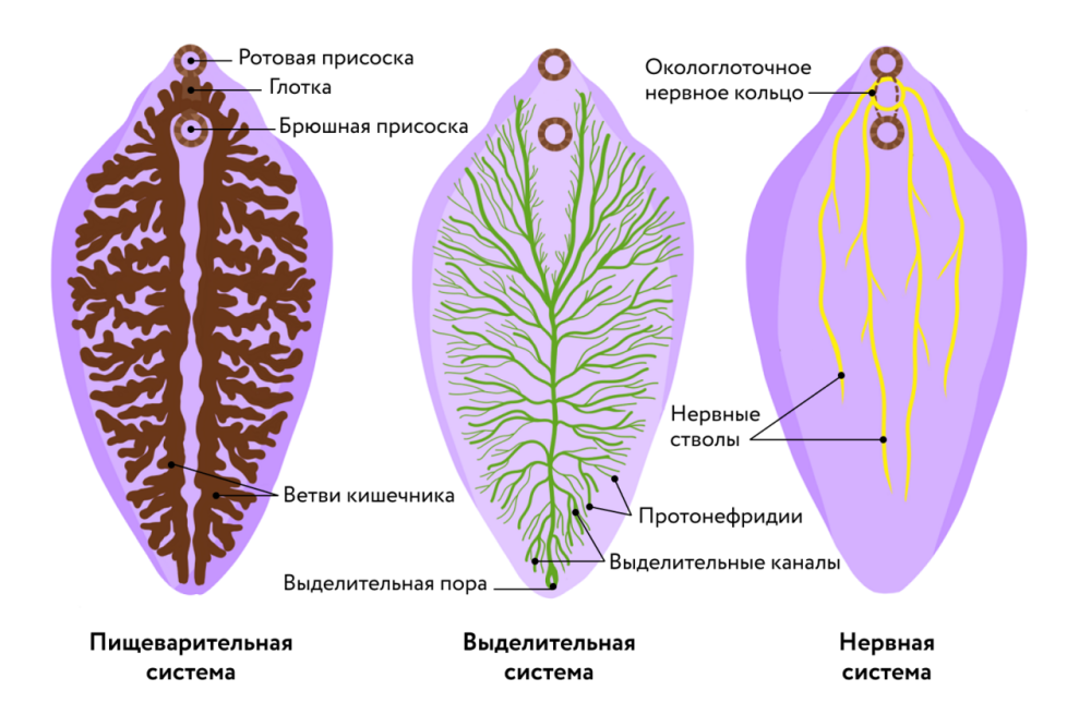 Пищеварительная система печеночного сосальщика