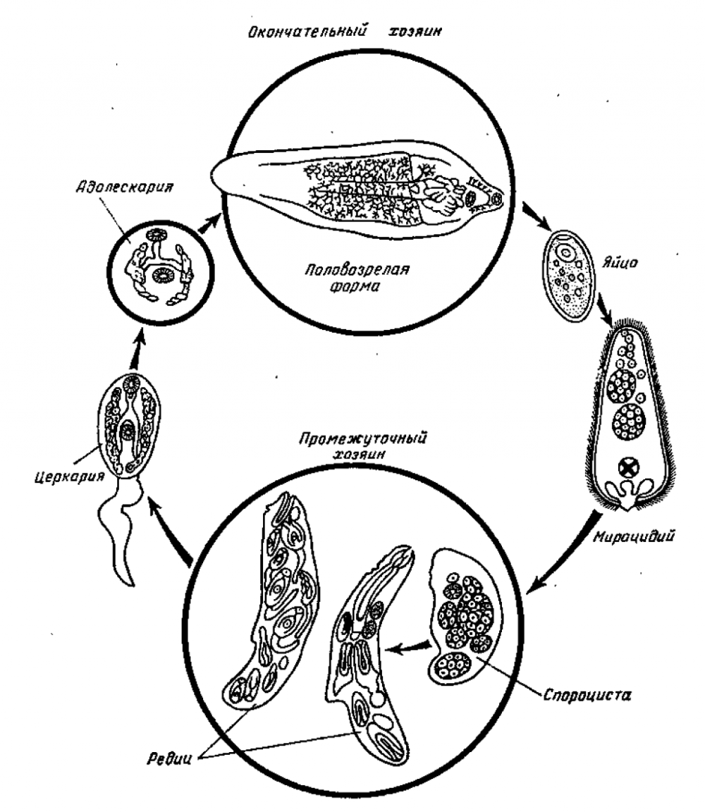 Жизненный цикл печеночной двуустки