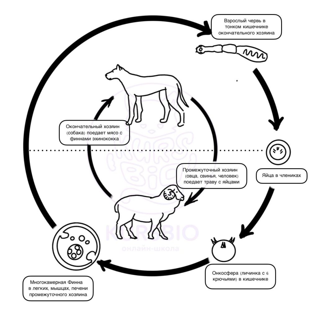 Цикл развития эхинококка