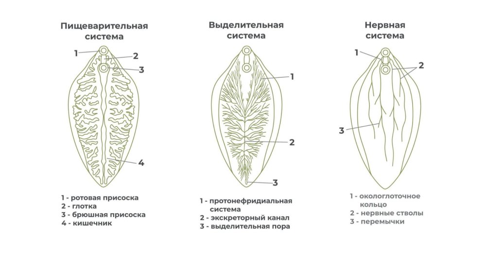 Схема жизненного цикла печеночного сосальщика