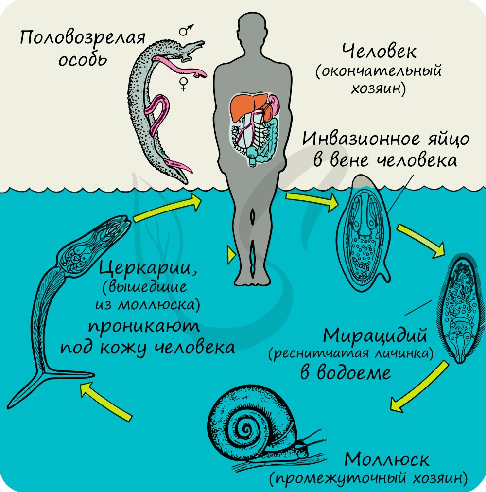 Урогенитальная шистосома цикл развития