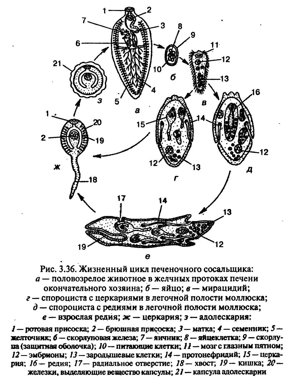 Цикл развития печеночного сосальщика схема