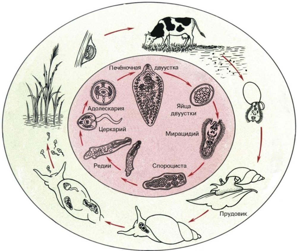 Жизненный цикл развития печеночной двуустки