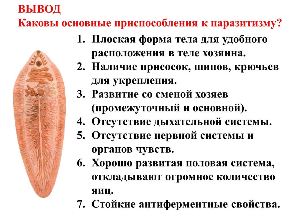 Приспособления червей к паразитическому образу жизни