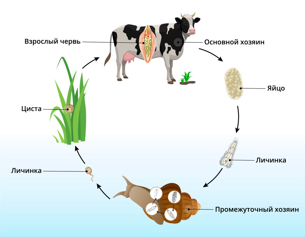 Цикл развития печеночного сосальщика биология