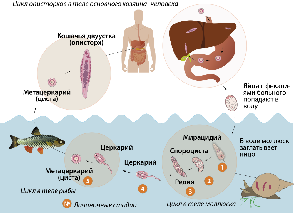 Цикл развития кошачьей двуустки