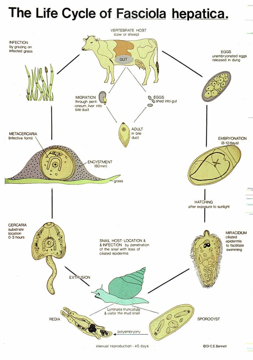 Стадии жизненного цикла Fasciola hepatica