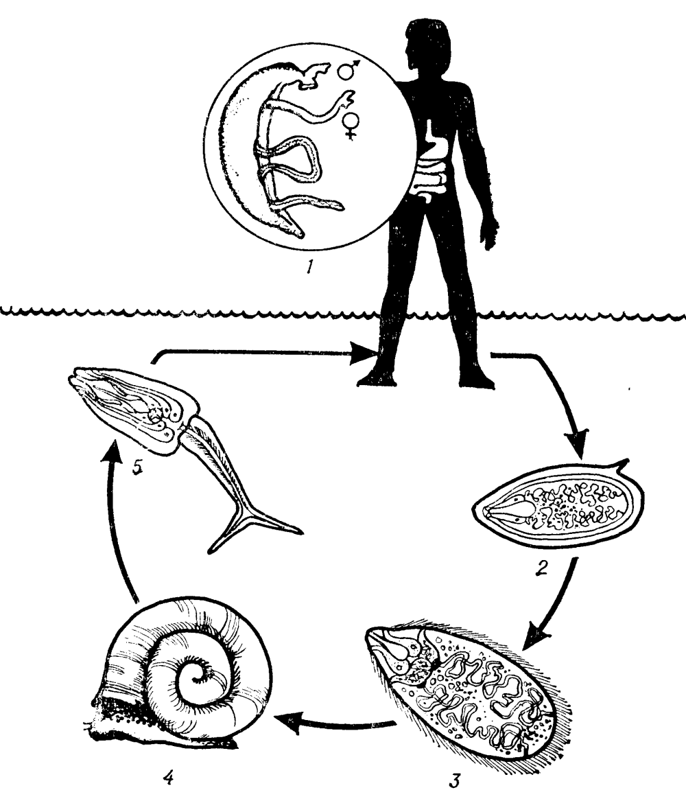 Жизненный цикл шистосомы схема